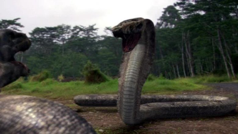 stasera in tv KOMODO VS. COBRA, oggi in tv prima serata KOMODO VS. COBRA