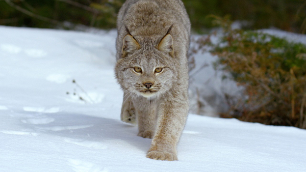 programmi tv seconda serata Wild nord america, oggi in tv seconda serata Wild nord america